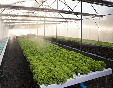 Plant Quarantine Regulatory Services